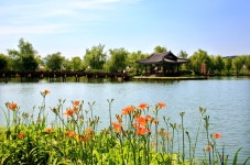 베스트갤러리 - 나리꽃과 포룡정