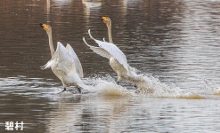베스트갤러리 - 귀 요 미