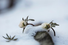 베스트갤러리 - 춘 설 화