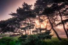 베스트갤러리 - 솔숲의 향기