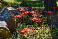 베스트갤러리 - 꽃무릇