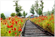 베스트갤러리 - 북천역 양귀비
