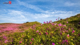 베스트갤러리 - 황매산 화원......