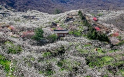 베스트갤러리 - 매화동산