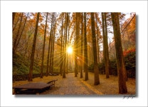 베스트갤러리 - 장태산에서