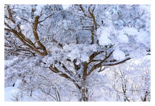 베스트갤러리 - 태백산눈꽃