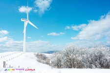 베스트갤러리 - 대관령 하늘목장에서