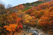 베스트갤러리 - 곰배령길