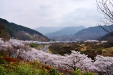 베스트갤러리 - 벗꽃 십리길