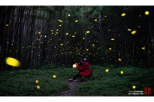 베스트갤러리 - 구룡마을 반딧불