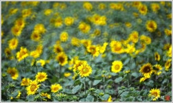 베스트갤러리 - 여름향기