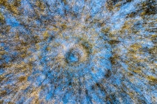 베스트갤러리 - 자작나무숲