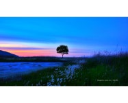 베스트갤러리 - 독지리 삘기속 나무