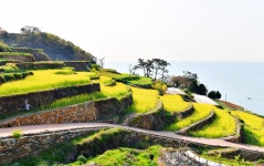 베스트갤러리 - 남해 다랭이 마을