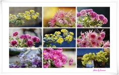 베스트갤러리 - 장안사 국화 #1