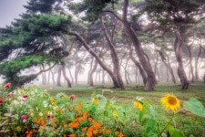 베스트갤러리 - 임한리 솔숲의 가을