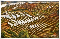 베스트갤러리 - 민속마을 다랭이논