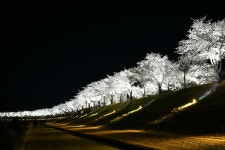 베스트갤러리 - 십리 벚꽃길