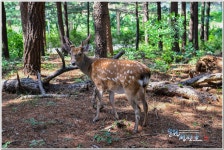 베스트갤러리 - 꽃사슴