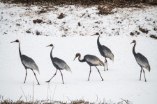 베스트갤러리 - 설경