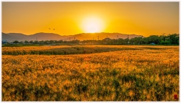 베스트갤러리 - 청보리밭_2024