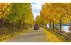 베스트갤러리 - 용담호 은행나무 길