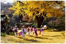 베스트갤러리 - 운곡서원 은행나무