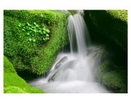 베스트갤러리 - 이끼와 계류