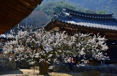 베스트갤러리 - 금시당백곡재