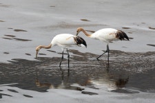 베스트갤러리 - 단정학 유조