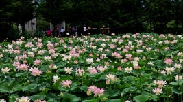 베스트갤러리 - 연밭