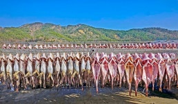 베스트갤러리 - 대구 축제