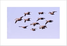 베스트갤러리 - 철새들의 비행