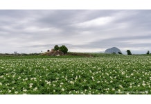 베스트갤러리 - 감자꽃이피는 풍경