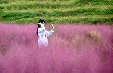 베스트갤러리 - 핑크뮬리