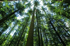 베스트갤러리 - 전나무숲