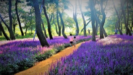 베스트갤러리 - 경주 황성공원 맥문동