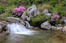 베스트갤러리 - 거창 분계천 수달래