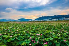 베스트갤러리 - 대저생태공원