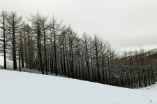 베스트갤러리 - 대관령