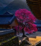 베스트갤러리 - 화엄사