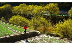 베스트갤러리 - 산수유 피는길