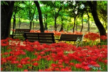 베스트갤러리 - 대구꽃무릇