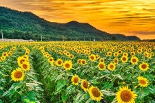 베스트갤러리 - 난정리해바라기...