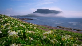 베스트갤러리 - 문주란 ..