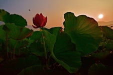 베스트갤러리 - 연밭