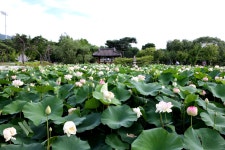 베스트갤러리 - 세미원