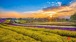 베스트갤러리 - 연천 국화축제......