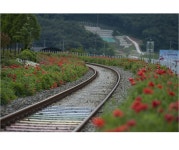 베스트갤러리 - 북천역 양귀비