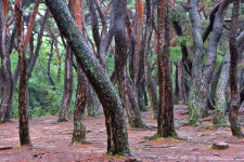 베스트갤러리 - 삼릉숲